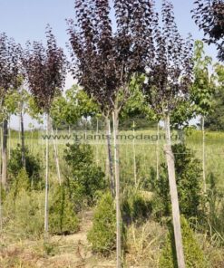 Prunus pissardi nigra 8-10-12cm rootball - Modagri Plants