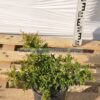 Pyracantha nana 3lt - Modagri Plants