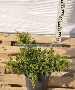 Pyracantha nana 3lt - Modagri Plants