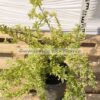 Pyracantha variegata 3lt - Modagri Plants