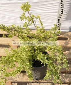 Pyracantha variegata 3lt - Modagri Plants