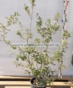 Quercus ilex