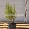 Rosmarinus officinalis 3lt - Modagri Plants