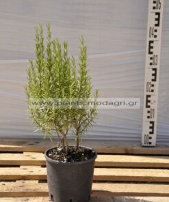 Rosmarinus officinalis 3lt - Modagri Plants