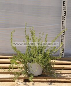 Rosmarinus prostratus 2,5lt - Modagri Plants