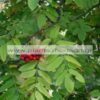 SORBUS_AUCUPARIA