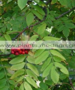 SORBUS_AUCUPARIA