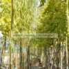 Salix 2,5-3m 15lt - Modagri Plants