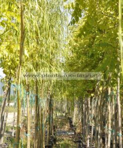 Salix