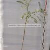 Sophora japonica - Modagri Plants