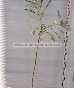 Sophora japonica - Modagri Plants