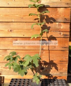 VIBURNUM_OPULUS_MODAGRI_PLANTS