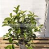 Viburnum lucidum 7lt - Modagri Plants