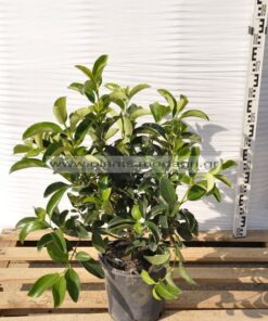 Viburnum lucidum 7lt - Modagri Plants