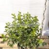 Viburnum tinus 4lt - Modagri Plants