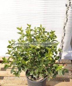 Viburnum tinus 4lt - Modagri Plants