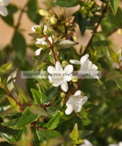 Abelia