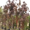 acer crimson king - Modagri Plants