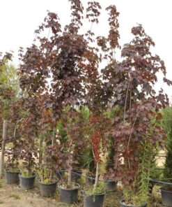 acer crimson king - Modagri Plants