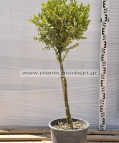 Buxus faulkner stem mini 9lt - Modagri Plants