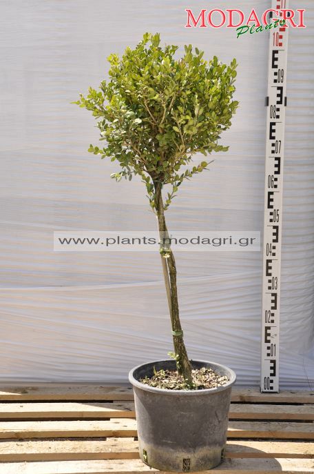 Buxus faulkner stem mini 9lt - Modagri Plants