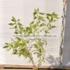 cornus variegata 3lt - Modagri Plants