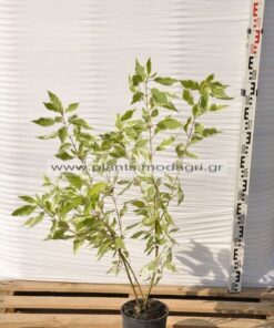 cornus variegata 3lt - Modagri Plants