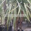 DRACENA/MODAGRI/PLANTS