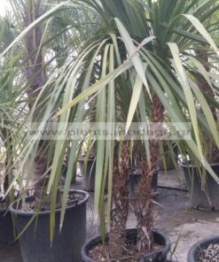 DRACENA/MODAGRI/PLANTS