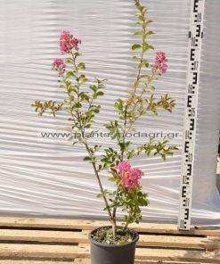 lagoestremia 3lt - modagri plants