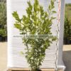 laurus nobilis 7lt - Modagri Plants