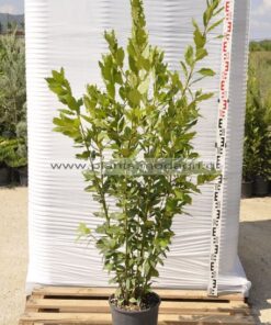 laurus nobilis 7lt - Modagri Plants