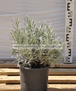 lavandula equisetifolia - Modagri Plants