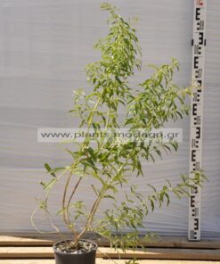 lippia - Modagri Plants