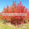 LIQUIDAMBAR/MODAGRI/PLANTS