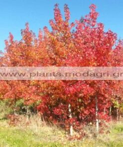 LIQUIDAMBAR/MODAGRI/PLANTS