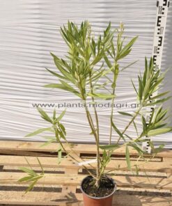 Nerium oleander 3lt - Modagri Plants