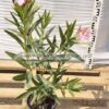 Nerium oleander 3lt - Modagri Plants