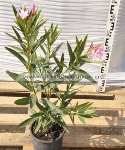 Nerium oleander 3lt - Modagri Plants