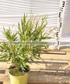 Nerium oleander yellow 3lt - Modagri Plants