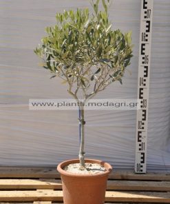 olea europea 4lt - Modagri Plants