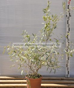 olea europea bush - Modagri Plants
