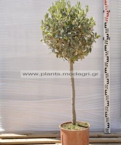 olea europea half tree , ball ,9lt - Modagri Plants