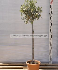 olea europea high stem 7lt - Modagri Plants