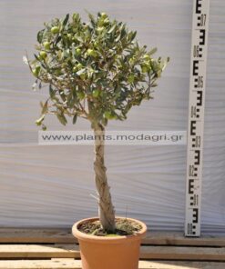 olea europea plex 5lt - Modagri Plants
