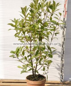 Photinia