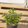 Pistacia lentiscus 3lt - Modagri Plants