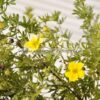 Potentilla - Modagri Plants