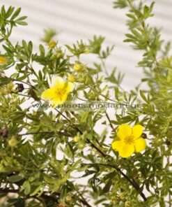 Potentilla - Modagri Plants