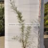 tamarix parviflora 3lt - Modagri Plants